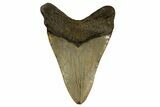 Fossil Megalodon Tooth - North Carolina #328018-1